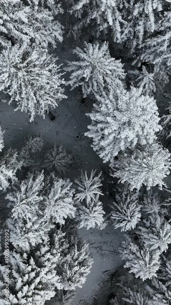 Aerial View of a Stunningly Beautiful SnowCovered Forest Enclosed by the Majestic Wilderness Aerial View of a Stunningly Beautiful SnowCovered Forest Enclosed by the Majestic Wilderness