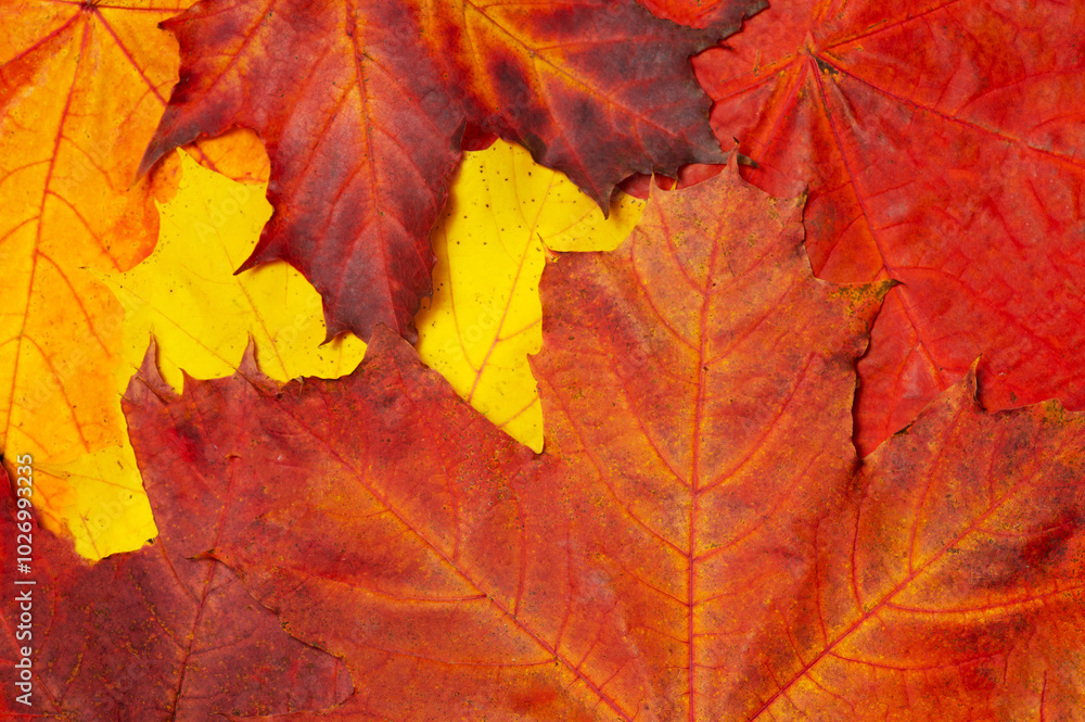 Fototapeta premium Autumnal Equinox. Canada Day. Winter solstice the end of autumn. Red and yellow maple leaves. Red leaf is a symbol of autumn.