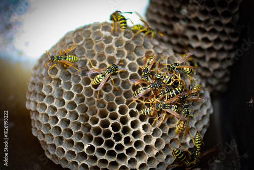 bees on a beehive