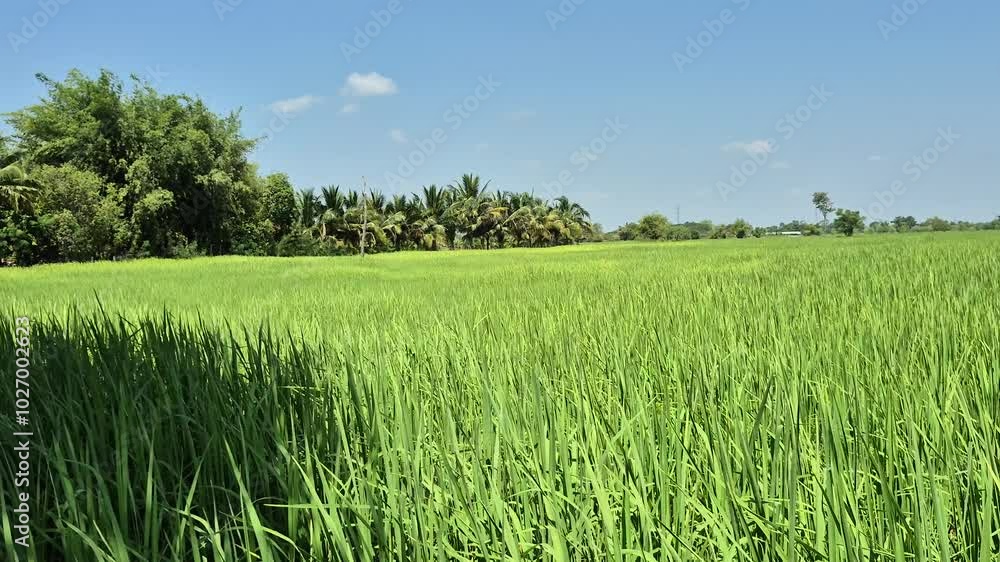 green rice field green rice field