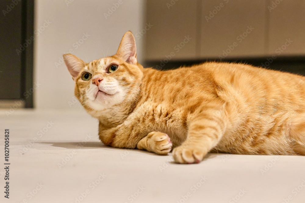 Relaxed orange tabby cat lying on the floor Relaxed orange tabby cat lying on the floor