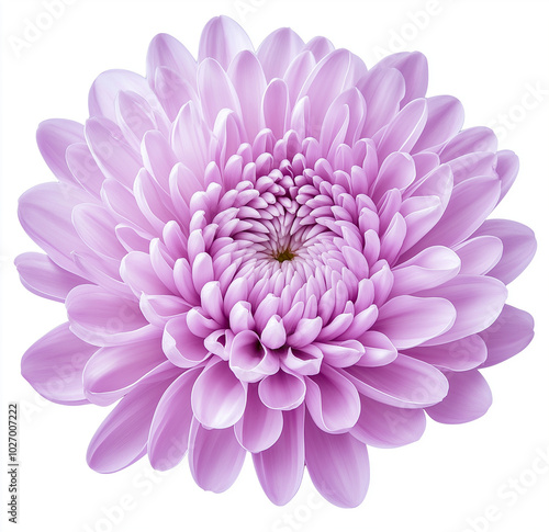 Lilac chrysanthemum flower isolated on white background, featuring soft and pale petals with intricate details, no shadow, and a smooth high-resolution cutout for a delicate floral presentation photo