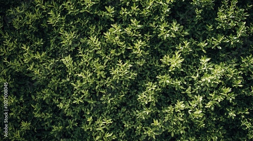 Lush Green Foliage from Above View