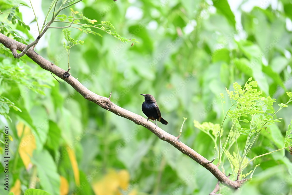Indian robin or Copsychus fulicatus bird. It is a species of passarine bird in the family Muscicapidae. It is widespread in the Indian subcontinent and ranges across Bangladesh, Bhutan, India, Nepal. Indian robin or Copsychus fulicatus bird. It is a species of passarine bird in the family Muscicapidae. It is widespread in the Indian subcontinent and ranges across Bangladesh, Bhutan, India, Nepal.