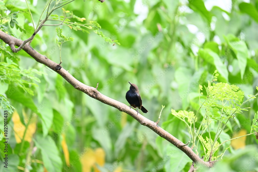 Indian robin or Copsychus fulicatus bird. It is a species of passarine bird in the family Muscicapidae. It is widespread in the Indian subcontinent and ranges across Bangladesh, Bhutan, India, Nepal. Indian robin or Copsychus fulicatus bird. It is a species of passarine bird in the family Muscicapidae. It is widespread in the Indian subcontinent and ranges across Bangladesh, Bhutan, India, Nepal.