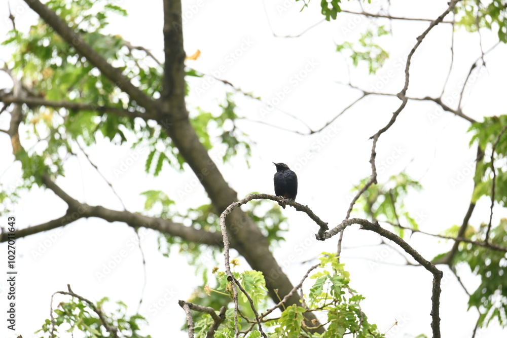 Indian robin or Copsychus fulicatus bird. It is a species of passarine bird in the family Muscicapidae. It is widespread in the Indian subcontinent and ranges across Bangladesh, Bhutan, India, Nepal. Indian robin or Copsychus fulicatus bird. It is a species of passarine bird in the family Muscicapidae. It is widespread in the Indian subcontinent and ranges across Bangladesh, Bhutan, India, Nepal.