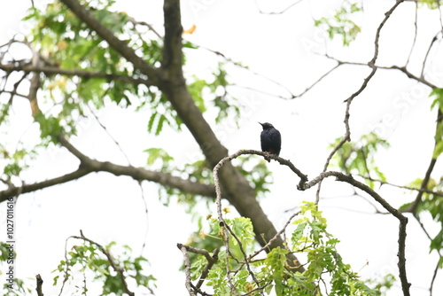 Indian robin or Copsychus fulicatus bird. It is a species of passarine bird in the family Muscicapidae. It is widespread in the Indian subcontinent and ranges across Bangladesh, Bhutan, India, Nepal. photo