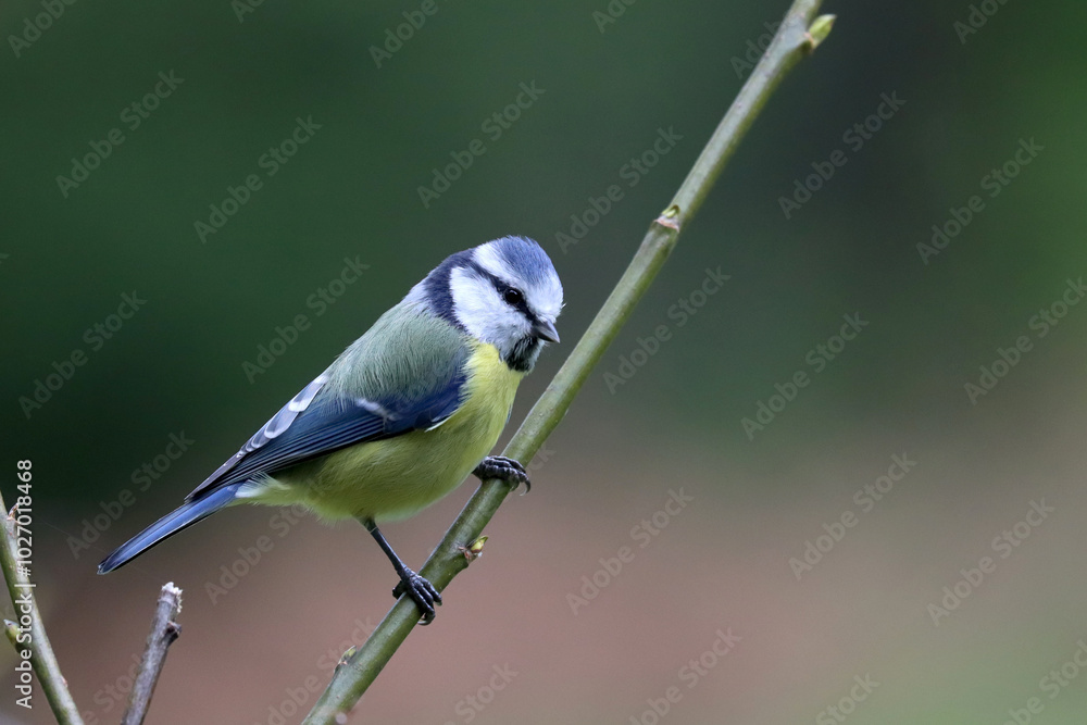 Fototapeta premium Blue tit