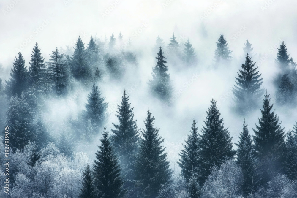 Fototapeta premium Dense pine forest shrouded in mist during early morning hours in winter