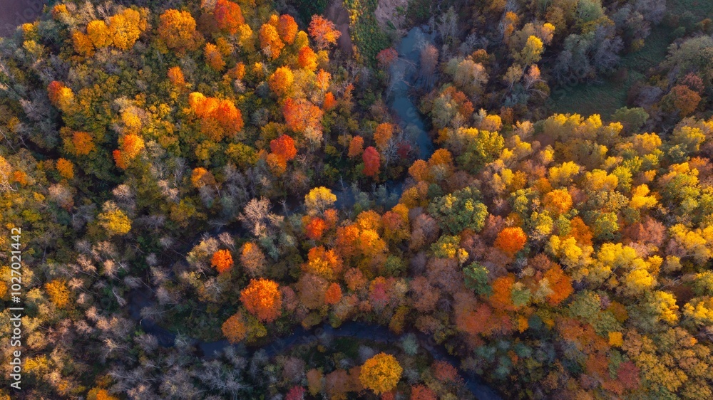 Autumnal Equinox Northern Hemisphere. Autumnal Equinox Southern Hemisphere. Fall season in deciduous forest. Aerial shot of orange treetops in autumn afternoon from drone pov. Lithuania Neris