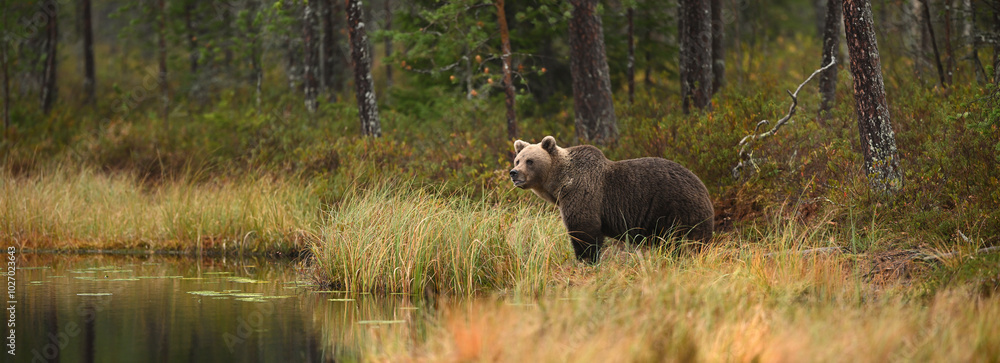 Female Brown Bear Looking Behind the Lake in a Marshy Autumn Forest Landscape Female Brown Bear Looking Behind the Lake in a Marshy Autumn Forest Landscape
