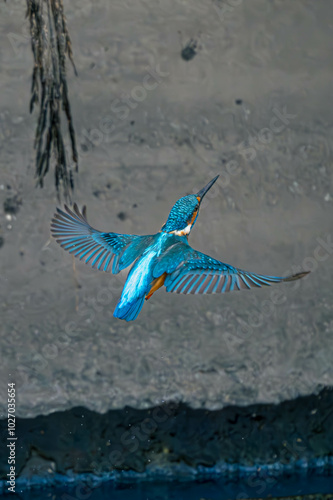 青い鳥カワセミ photo