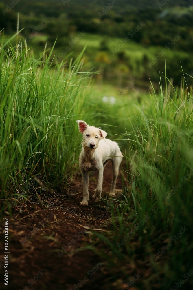 A playful, muddy dog sits amidst vibrant plants on a sandy road, its fur speckled with earth. With an endearing expression and a wagging tail, it embodies the joy of outdoor adventures and exploration A playful, muddy dog sits amidst vibrant plants on a sandy road, its fur speckled with earth. With an endearing expression and a wagging tail, it embodies the joy of outdoor adventures and exploration