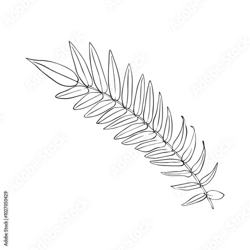 Unicorn sumac leaf drawn in line style. Rus Staghorn sumac