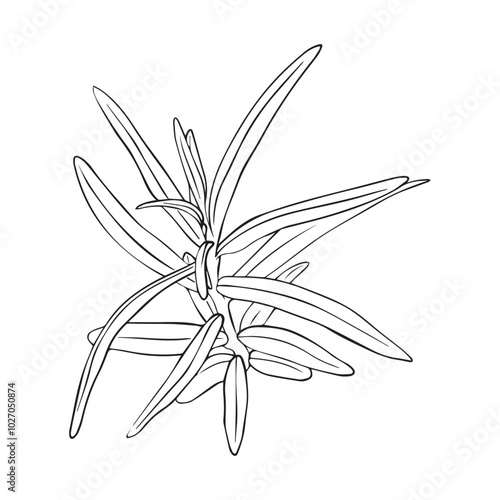 Engraved sea buckthorn hand drawn illustration. Vector isolated branch with leaves in ink style.