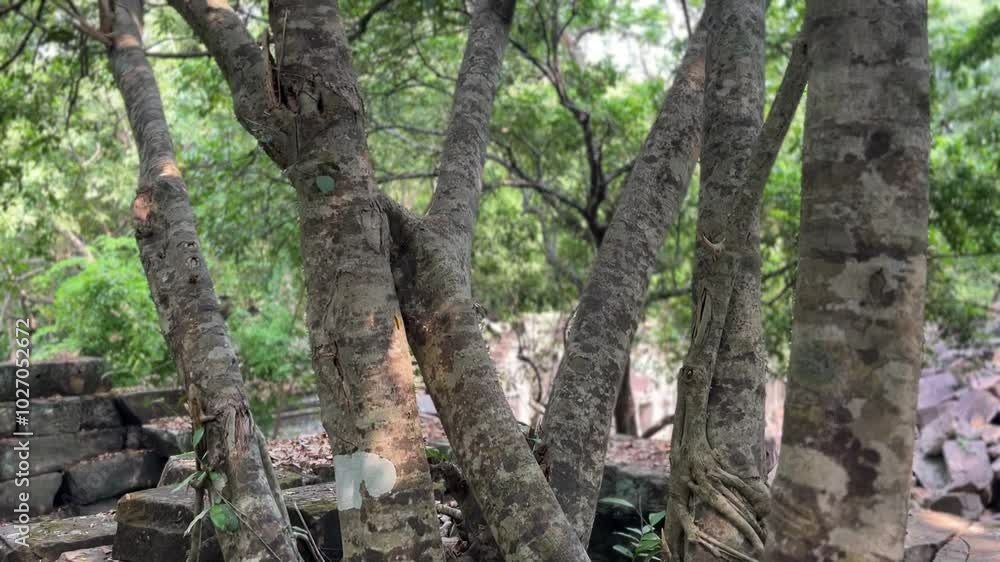 Beng Mealea, Cambodian Ruins , Siem Reap, Cambodia Beng Mealea, Cambodian Ruins , Siem Reap, Cambodia