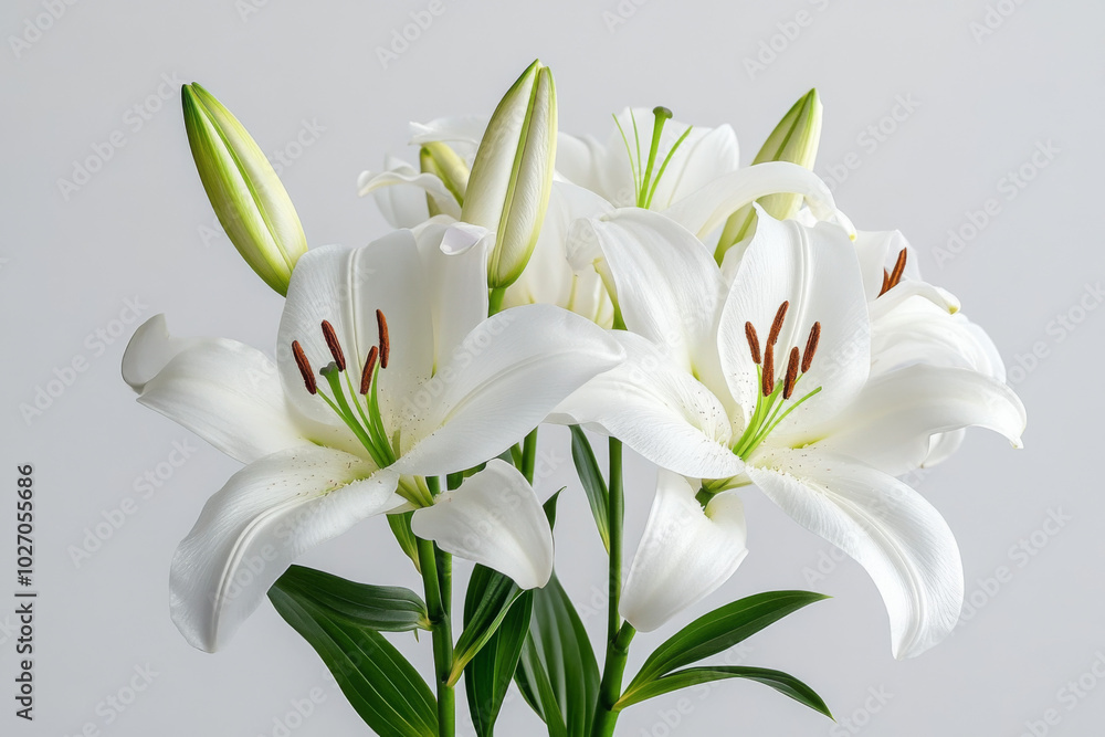 Elegant white lilies in full bloom with buds against a light backdrop Elegant white lilies in full bloom with buds against a light backdrop