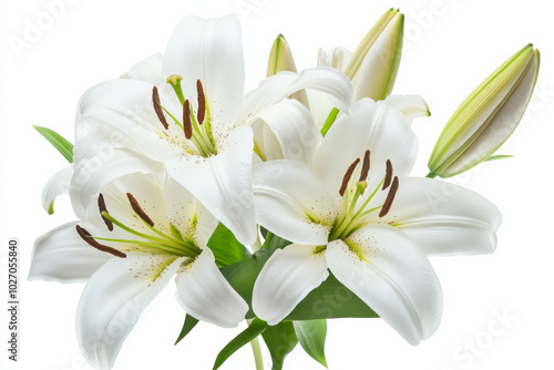 White lilies arranged beautifully in a bouquet with buds