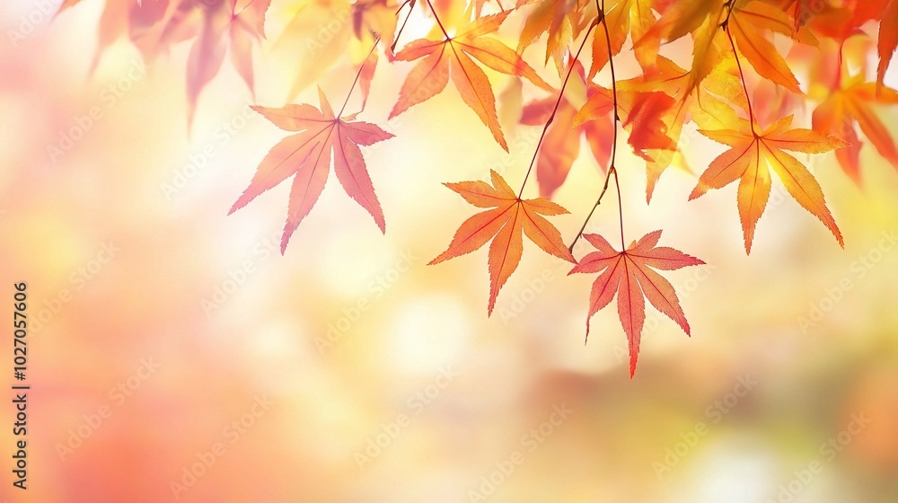 Colorful Maple Leaves in Autumn Sunshine Colorful Maple Leaves in Autumn Sunshine