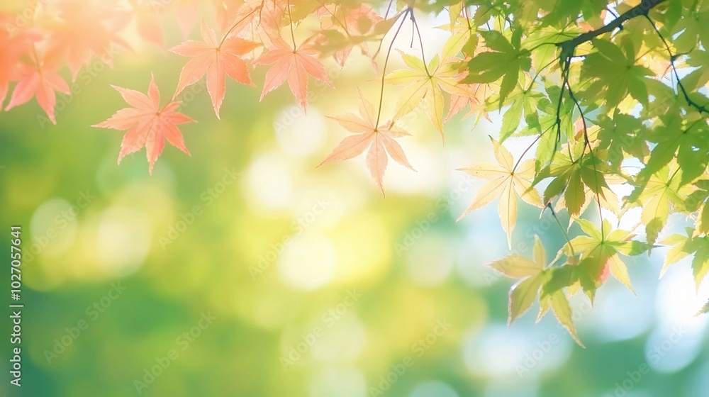 Colorful Maple Leaves in Nature's Soft Light Colorful Maple Leaves in Nature's Soft Light