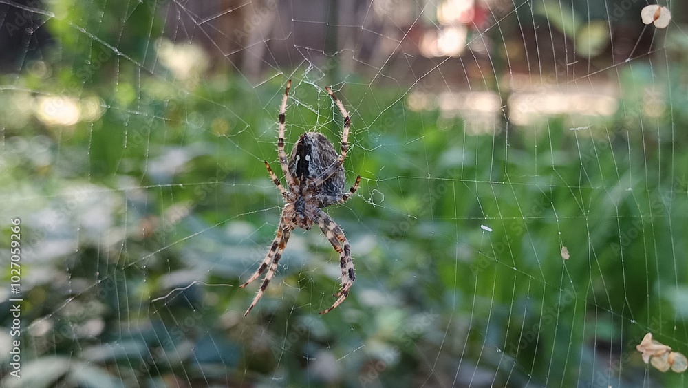 spider on the web spider on the web