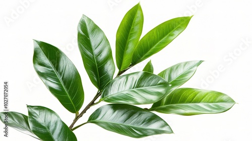 Fresh Green Leaves on a White Background