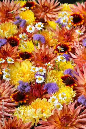 red and yellow floral background,  garden flowers: chrysanthemums and dahlias, daisies and ageratums. making a bouquet, floristry. photo