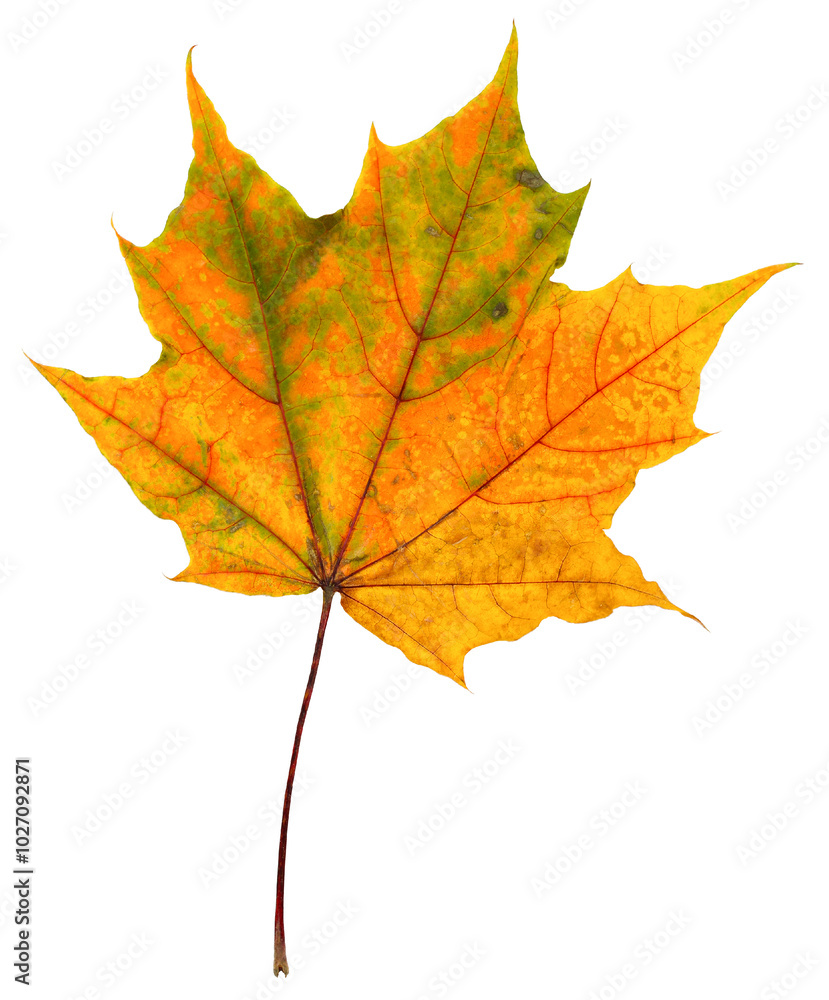 autumn maple leaf isolated on a white background. fallen withered foliage. one maple leaf in yellow. autumn maple leaf isolated on a white background. fallen withered foliage. one maple leaf in yellow.