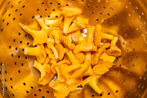 Rinsed and cleaned chantarelle mushrooms laying in stainless steel sieve