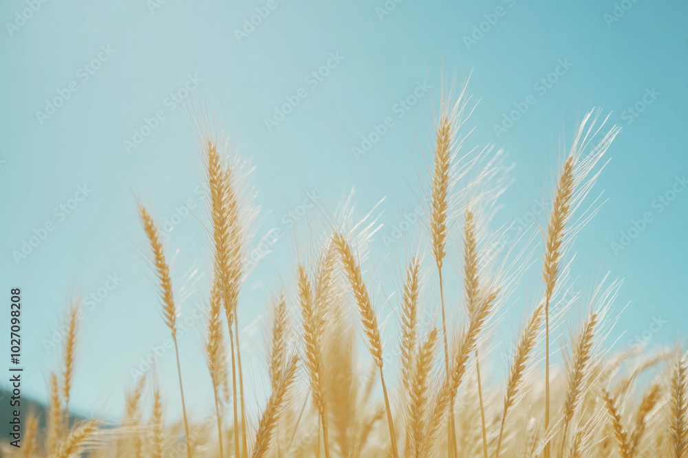 Fototapeta premium Golden wheat swaying gently under a blue sky on a calm summer day