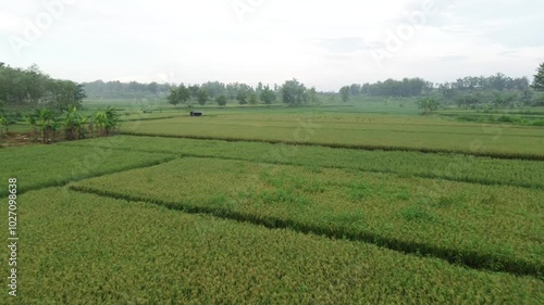 the natural beauty of vast, green rice fields and fields from an aerial perspective. 4k drone footage of rice fields.