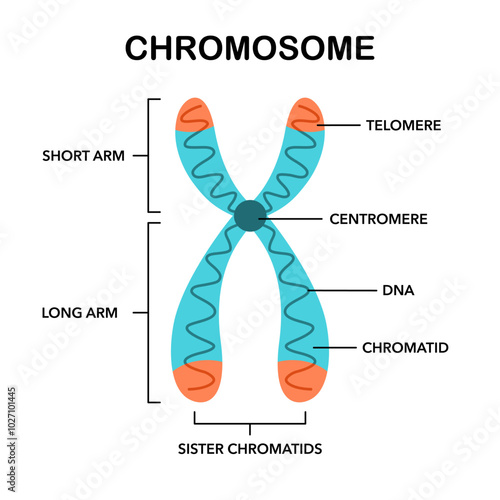 Chromosome structure in flat design on white background.