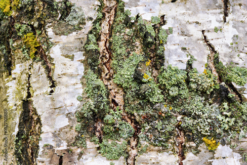 Birch bark texture is decorated with vibrant moss photo