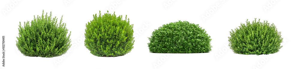 Collection of PNG. Compact boxwood bush, isolated on a transparency background. Collection of PNG. Compact boxwood bush, isolated on a transparency background.