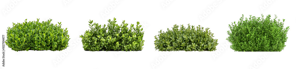 Collection of PNG. Compact boxwood bush, isolated on a transparency background. Collection of PNG. Compact boxwood bush, isolated on a transparency background.