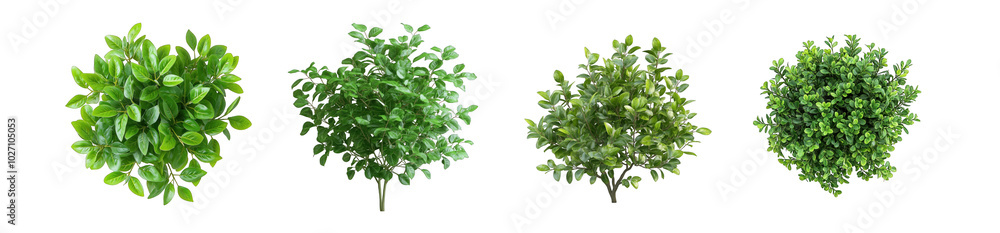 Collection of PNG. Green bush with soft rounded leaves, isolated on a transparency background. Collection of PNG. Green bush with soft rounded leaves, isolated on a transparency background.