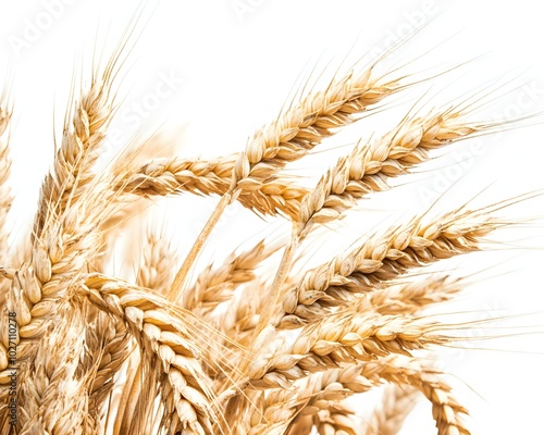 Wheat Spikes on a White Background