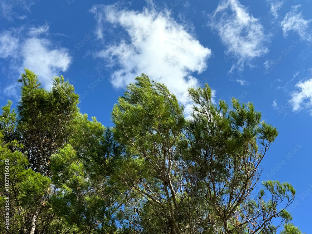 Pine trees in conifer forest against sky Pine trees in conifer forest against sky