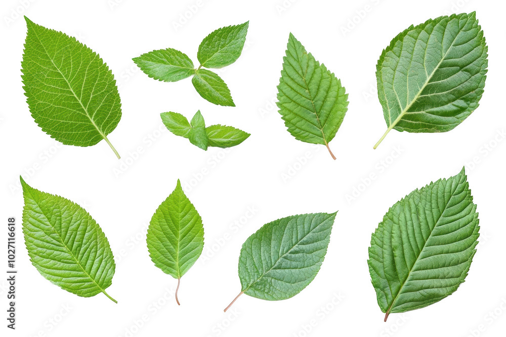 Green Leaves Isolated On Black Background Green Leaves Isolated On Black Background