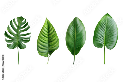 Green Leaf Variations: A Close-up of Four Different Leaf Types