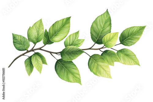 Green Leaves Branch Watercolor Illustration