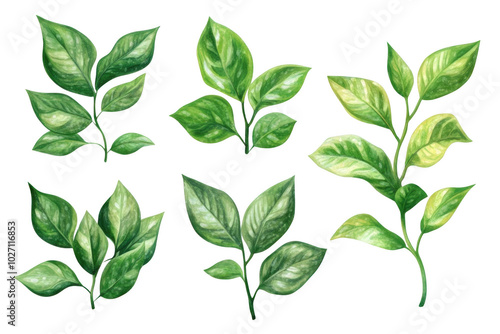 Watercolor Green Leaf Branches Illustration