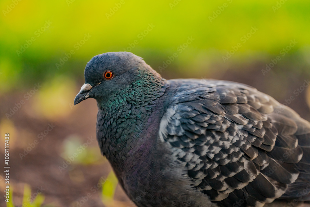 Domestic feral pigeon or Columba livia domestica species bird close up in the city park walking around and searching for food Domestic feral pigeon or Columba livia domestica species bird close up in the city park walking around and searching for food