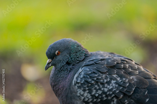 Domestic fera pigeon or Columba livia domestica species bird close up in the city park walking around and searching for food