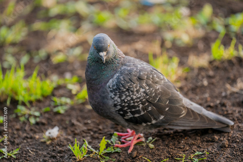 City pigeon walking all puffy for being warm in autumn time