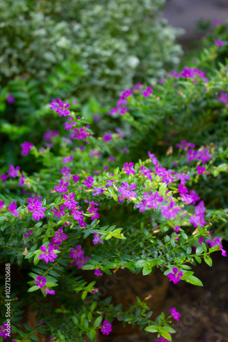 pink flowers in the garden