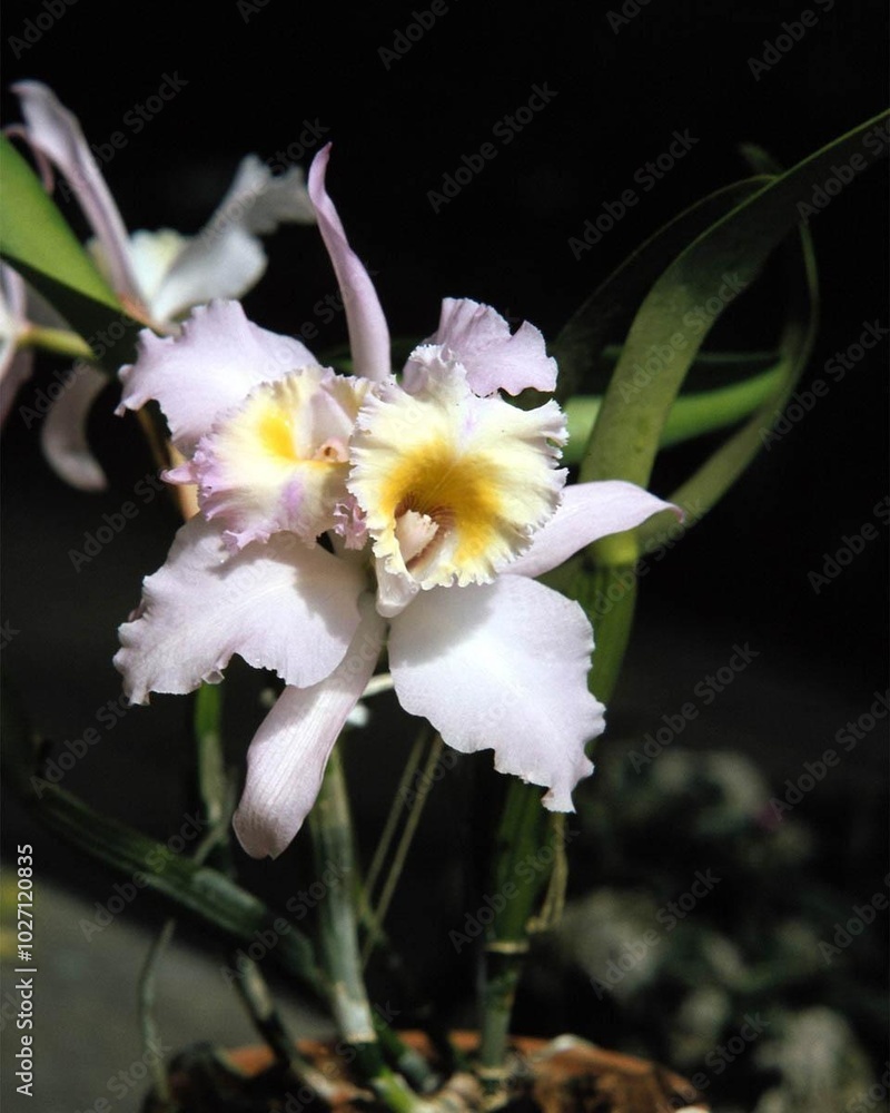 Flowers close view background. Natural flower shape, garden plants Flowers close view background. Natural flower shape, garden plants