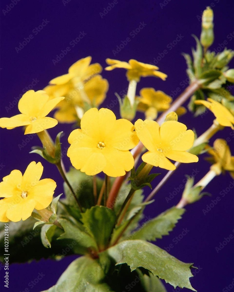 Flowers close view background. Natural flower shape, garden plants Flowers close view background. Natural flower shape, garden plants