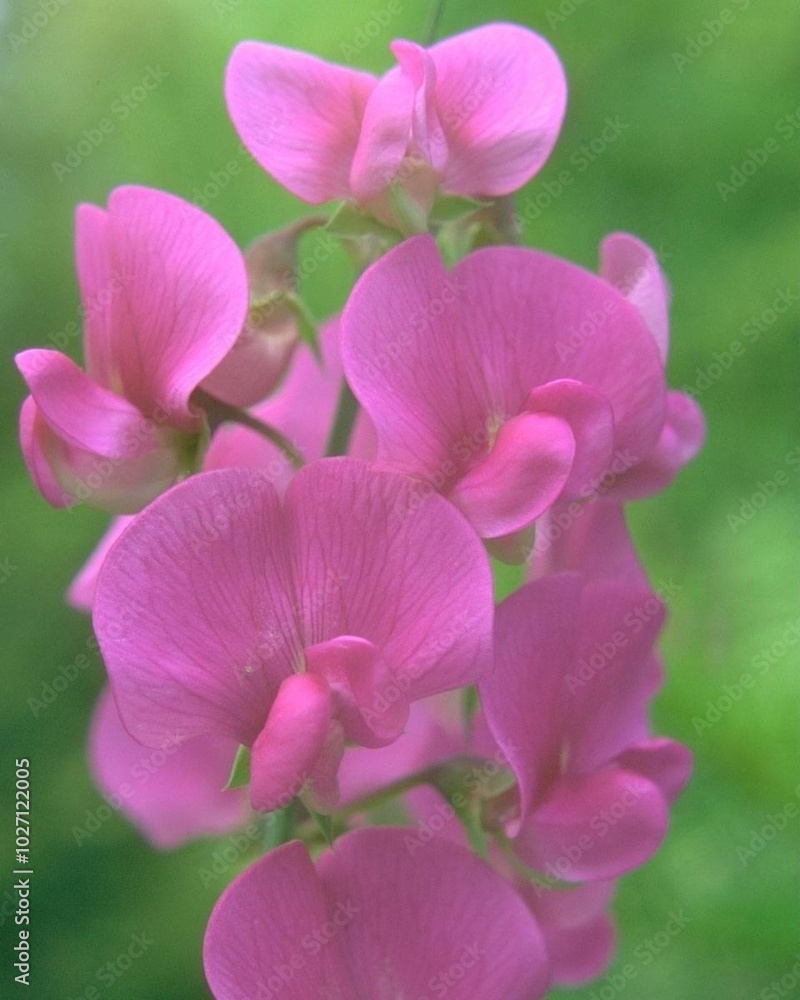 Flowers close view background. Natural flower shape, garden plants Flowers close view background. Natural flower shape, garden plants
