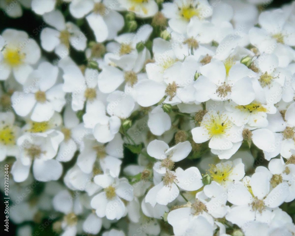 Flowers close view background. Natural flower shape, garden plants Flowers close view background. Natural flower shape, garden plants